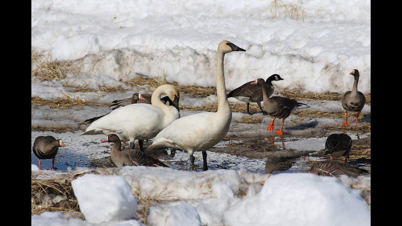 Trumpet Swans and Canada Geese in Fairbanks, Alaska on April 25, 2023