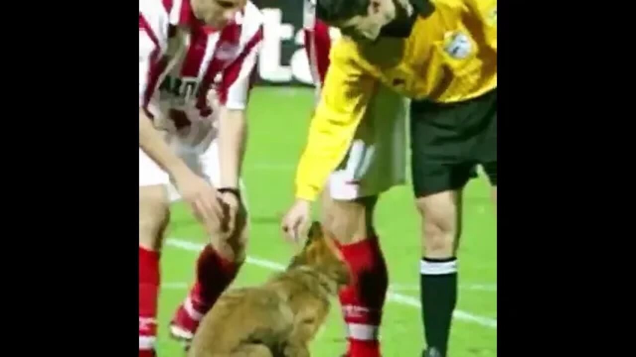 ANIMAIS NO CAMPO DE FUTEBOL PT2 #shorts #planetaanimalshorts #animals