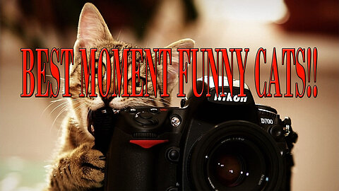 BEST MOMENT FUNNY CATS!! #2