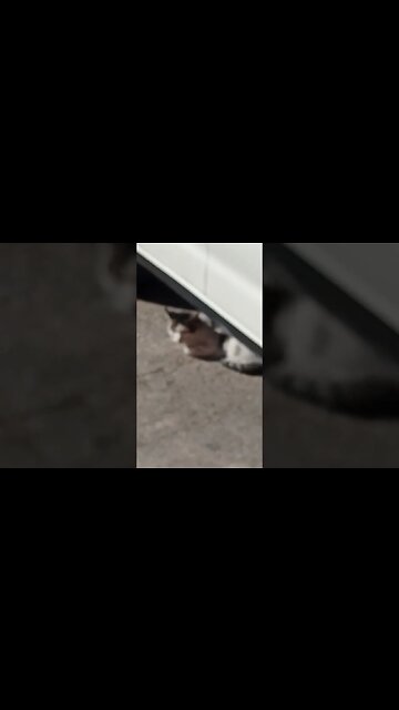 A tomar el sol 😸😁