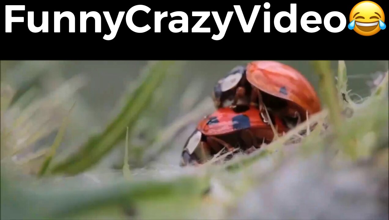 Mr FunnyCrazyVideo😂 Just Incredible Video Funny and Crazy #Like Follow for Follow 🥰