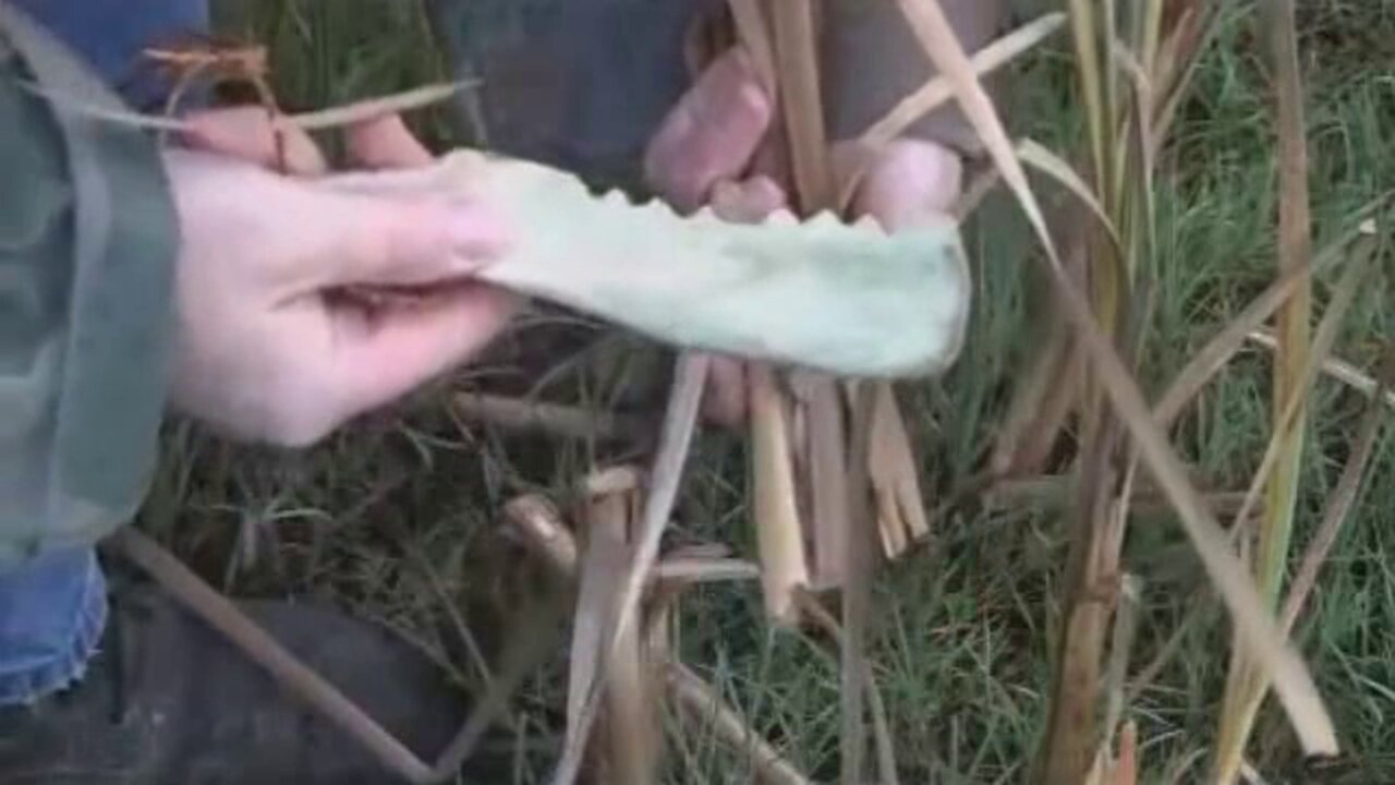 PRIMITIVE SURVIVAL, Scapula Bone Saw With Stones