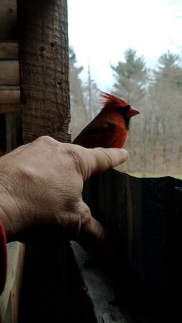 Stunned Cardinal petting!