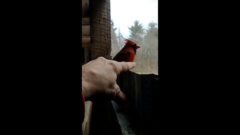 Stunned Cardinal petting!