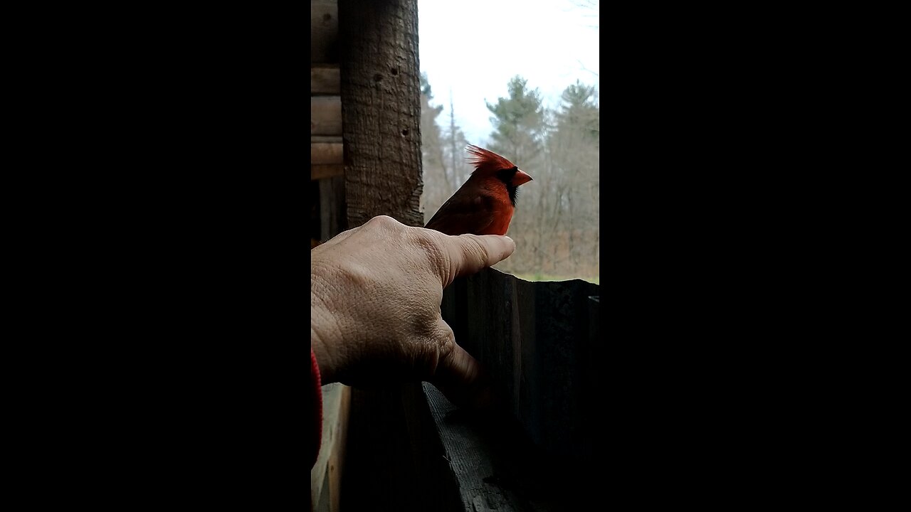 Stunned Cardinal petting!