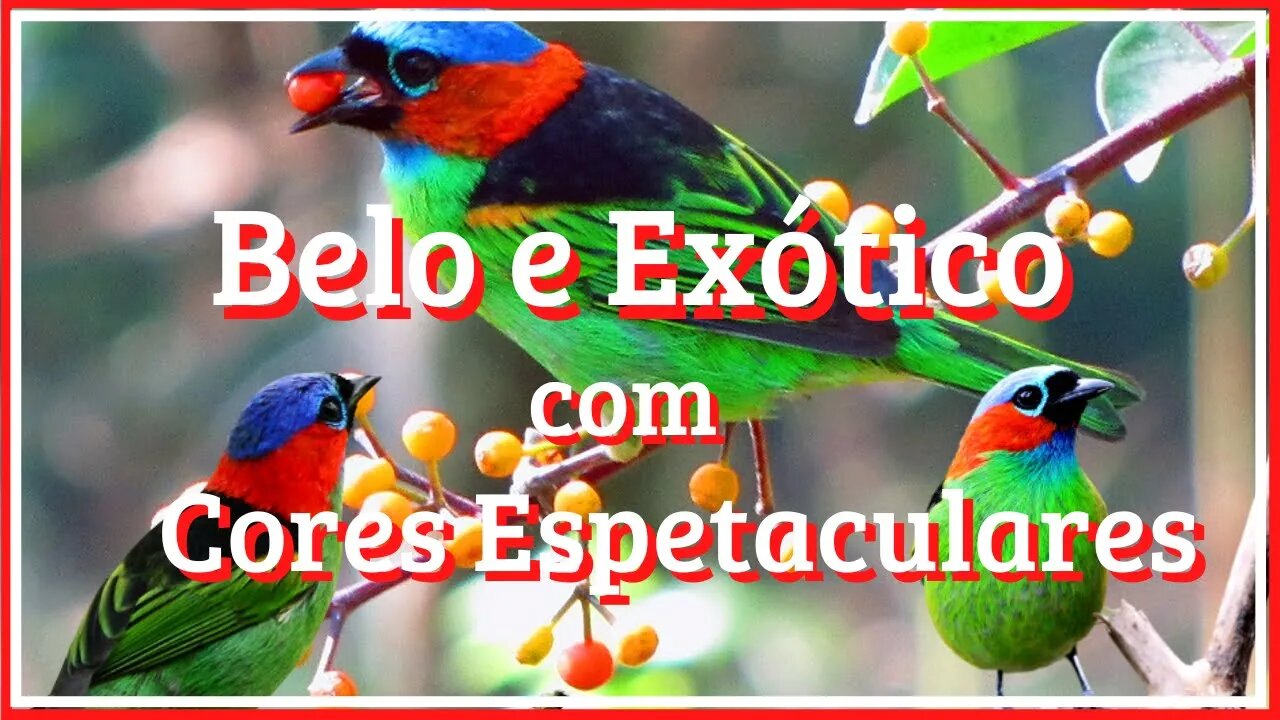 belo e exótico com Cores Espetaculares