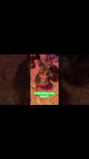 The Fluff Babies Hatched!!! #shorts #babychicks #cuteanimals