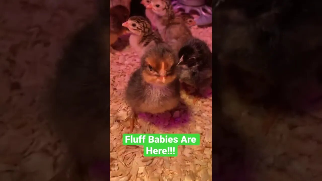 The Fluff Babies Hatched!!! #shorts #babychicks #cuteanimals