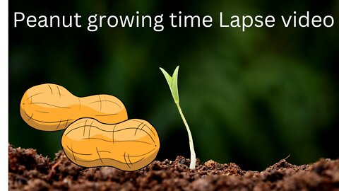 peanut time lapse video