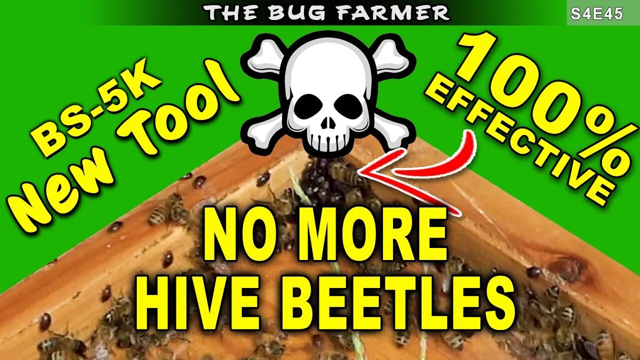 Eliminate ALL Hive Beetles the Easy Way | My Apiary is Beetle Free #beekeeping