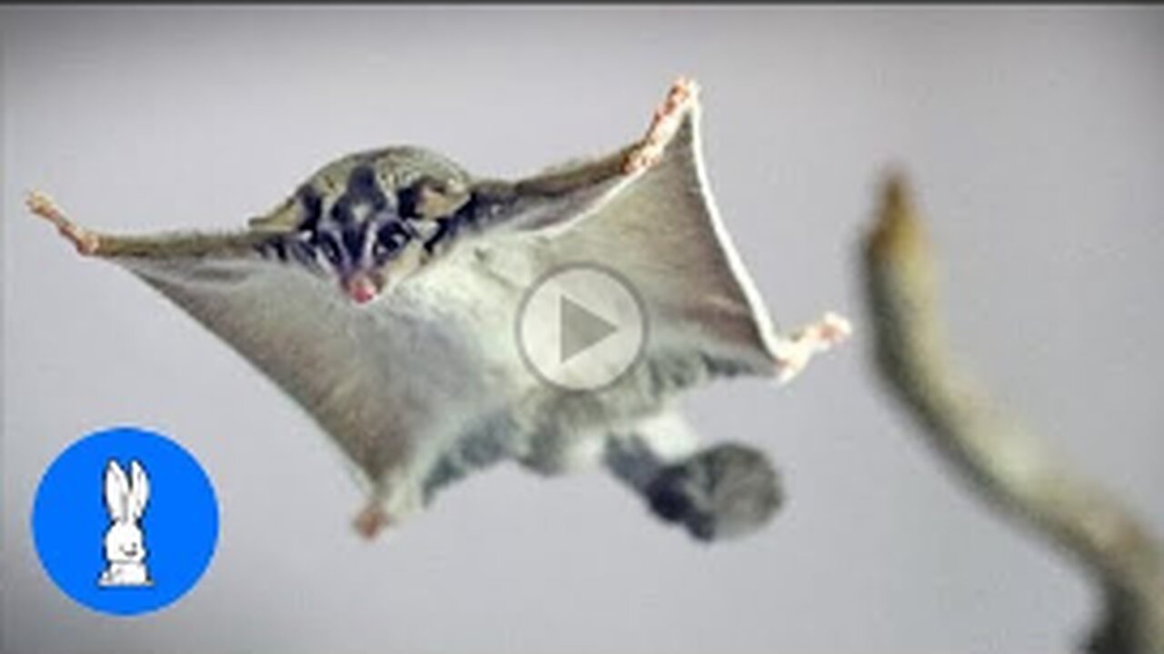 SUGAR GLIDERS Flying - Funny & Cute Compilation