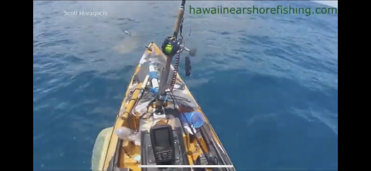 NewsBreak | Shark Attack on Kayak Reaction & Read