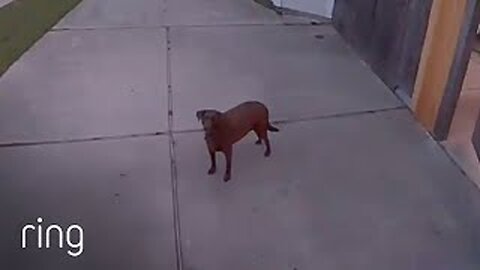 Owner Tells Dog To Go Back Inside Via Spotlight Cam | RingTV 2023