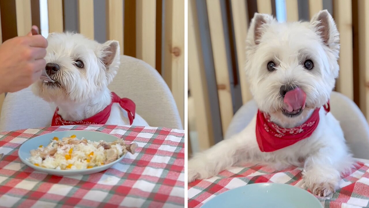 Pampered Pup Loves To Be Hand-fed And Expects Nothing Less