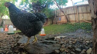 My Backyard Chickens - Week 20 Compilation