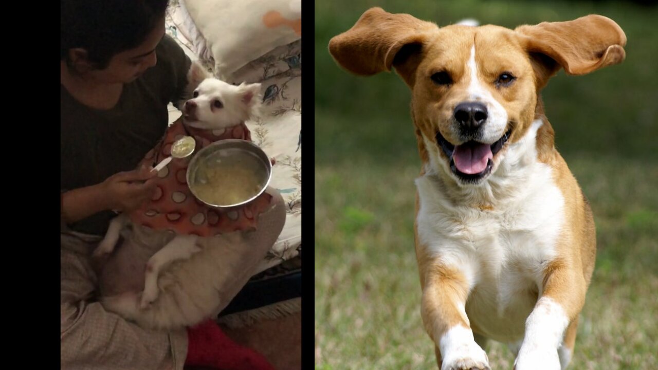 Eating food to my dog with full.enjoy