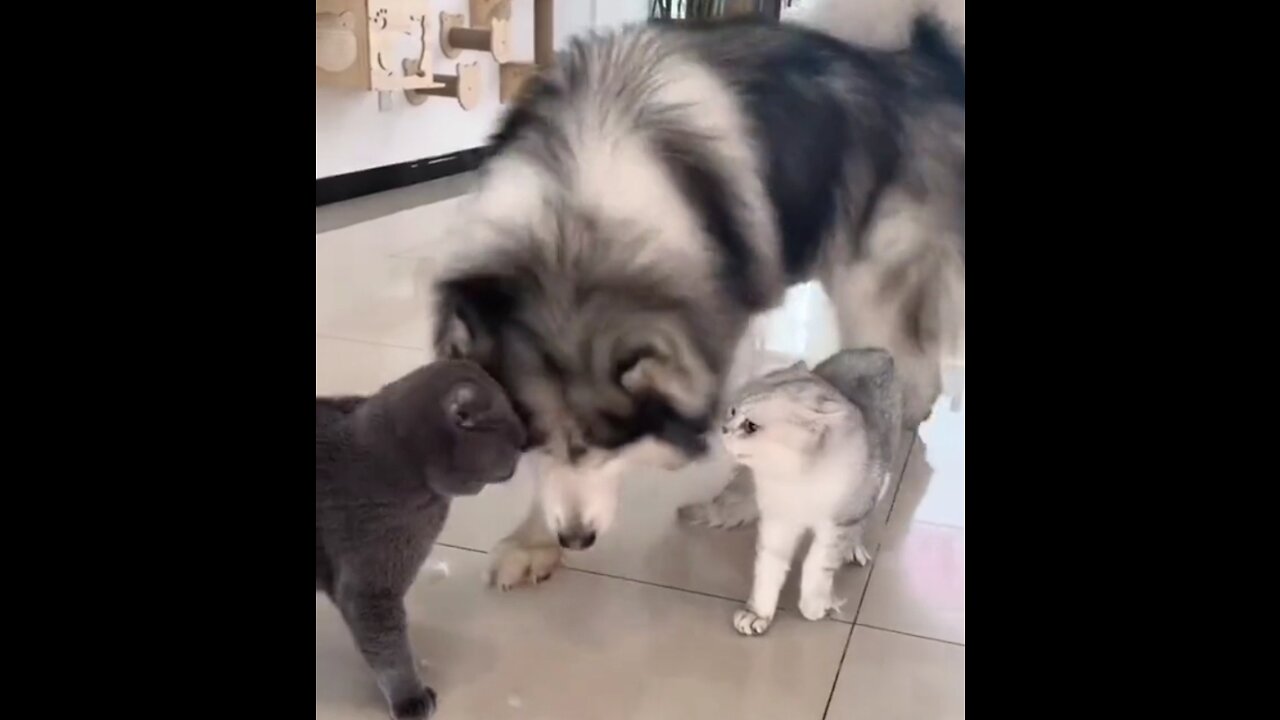 CAT 😸 and dog 🐶 videos rumble channel