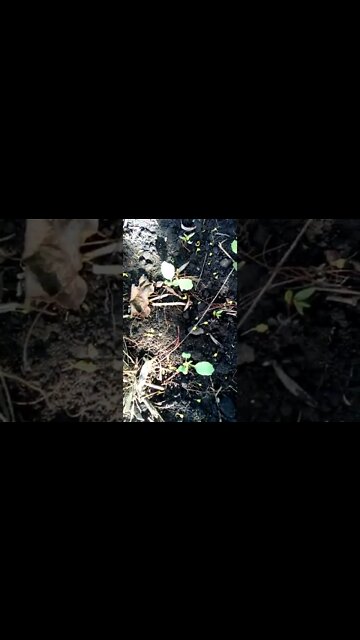 Garden Update May 18 2022 SOUNDFIX Part 2