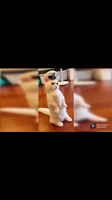 Funny Cats Shorts Baby Cats _ Dancing Kitty Moments #shorts #youtube #cute 2023