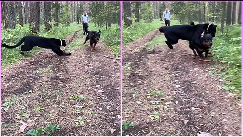 Black Panther PRANKS his Rottweiler Friend