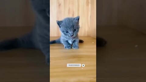 funny cat videos cute cat videos cute animals funny cats #shorts #shortsfunny #cutecat #funnycat