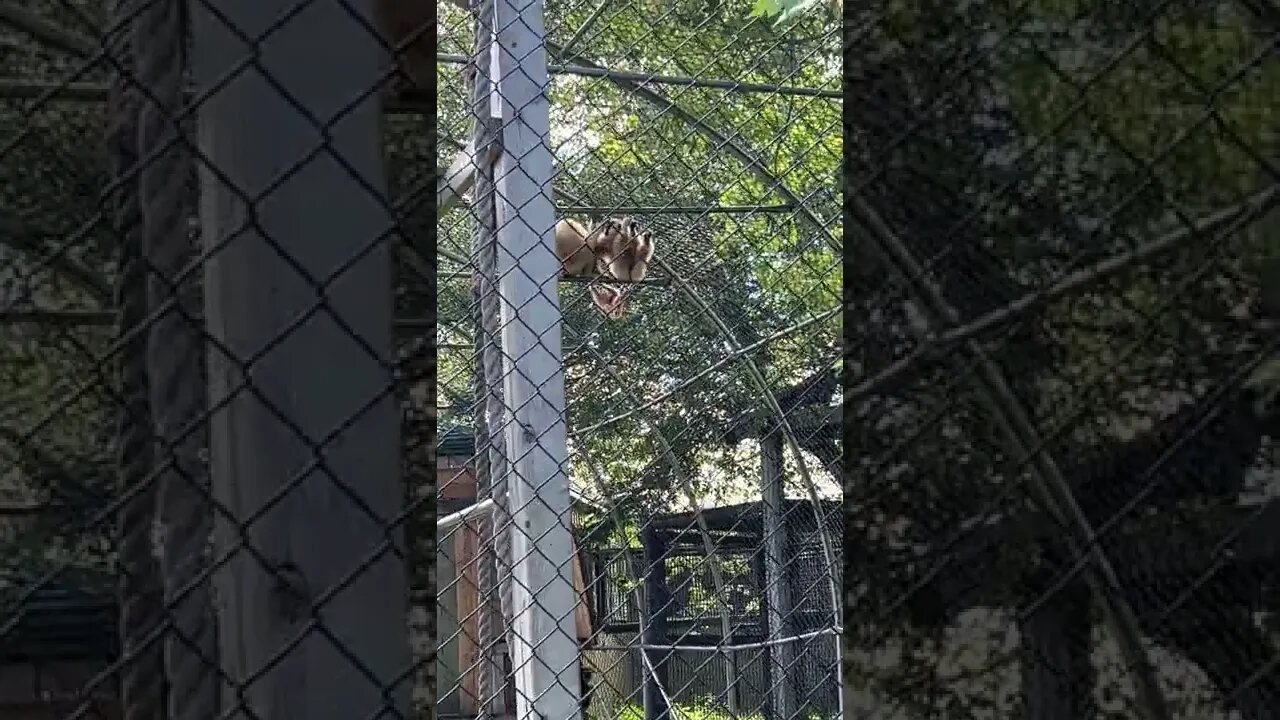 White Handed Gibbons and Their Baby