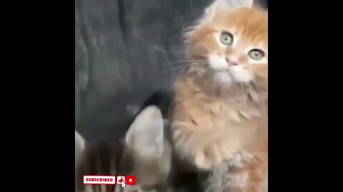 cute cat videos 😹 funny videos 😂1565