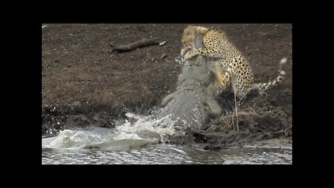 Crocodile Brutally Catches Cheetah