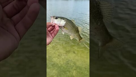 2nd Bass on the Shaky head rig!