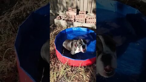 Puppy Pool time!