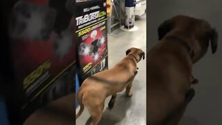 LonelyCreek puppies Roxanna in Lowes ! First time