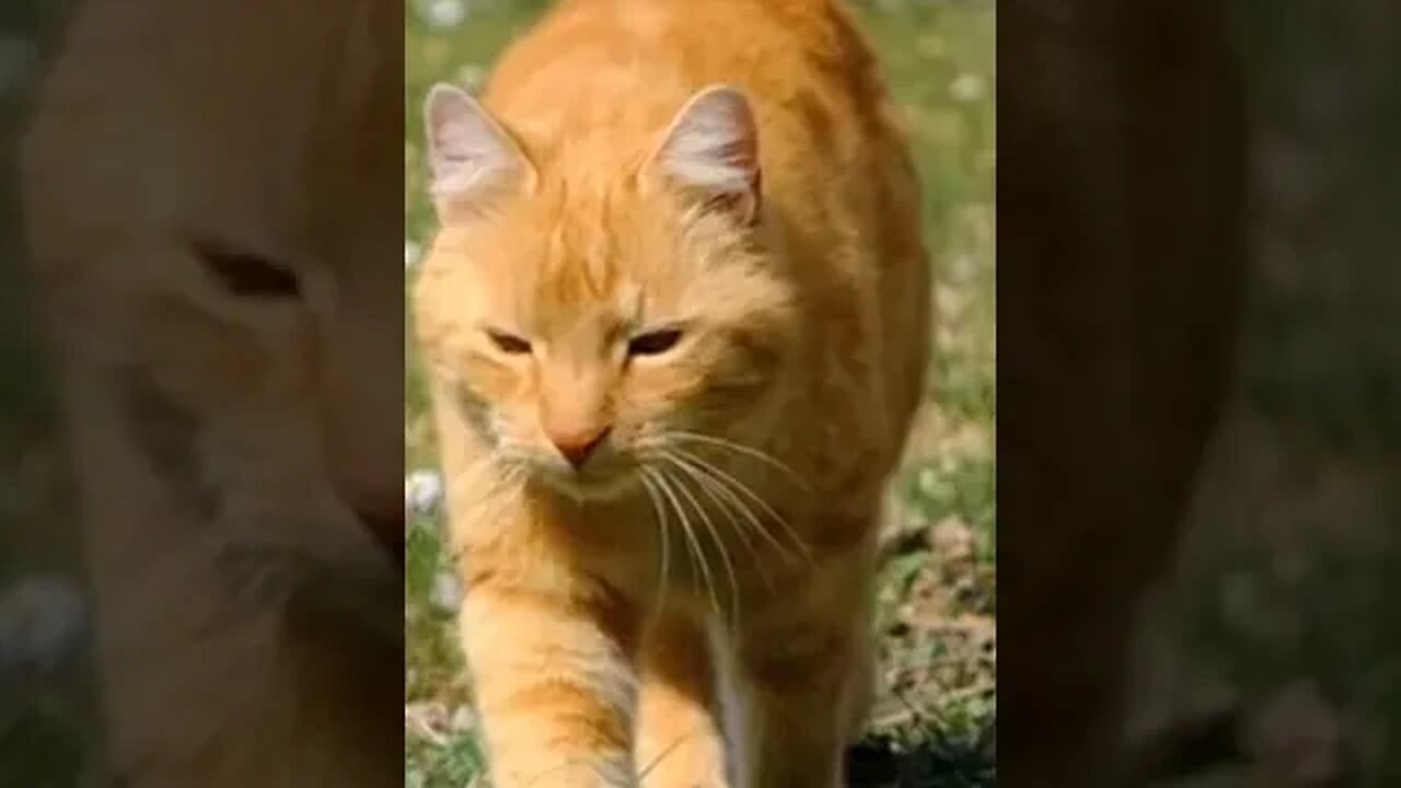 beautiful and cute Cat walking on grass by listening the abrar entry music #shorts #abrarentry #cat