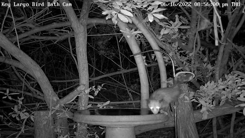 Little opossum gets a drink