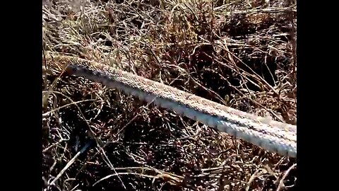 Capturing a harmless garter snake