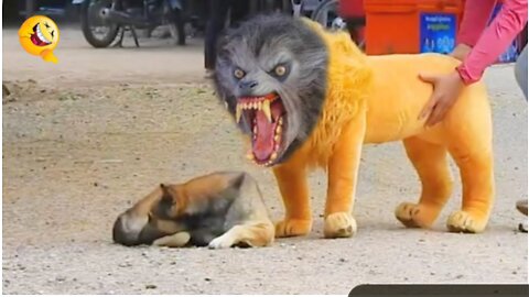 Troll Prank Dog Funny & fake Lion and Fake Tiger Prank To dog & Huge Box Prank to dog