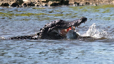 An Alligator Catches a Fish and Cause a Fight