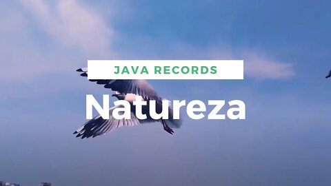 Sons Natureza Relaxante Passaros 2021 #javarecords