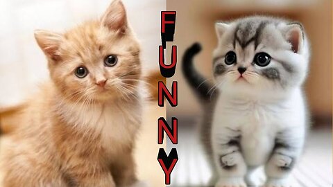 Baby Cute Cat funny Video's 🥰😅😆