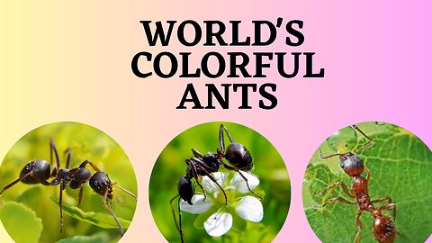 World 's Most Colorful Ants