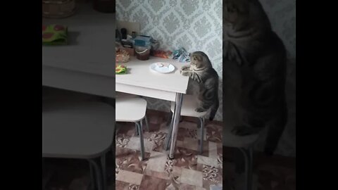 #shorts Смешные Коты Из Тик Тока 46 Funny Cats From Tiktok