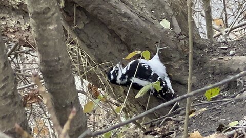 Big Hairy Wood Pecker James Gardens Toronto