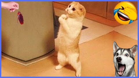 Funny Animals 🐶 Funny Pets 😅 #1