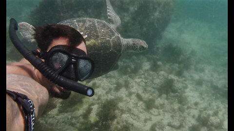 Diving with Turtle in Brazil