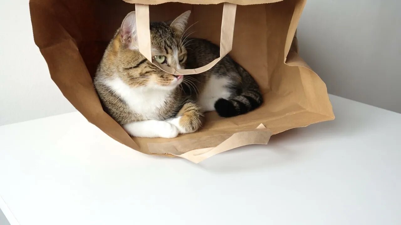 Funny Cat Loves to Sit in a Paper Bag