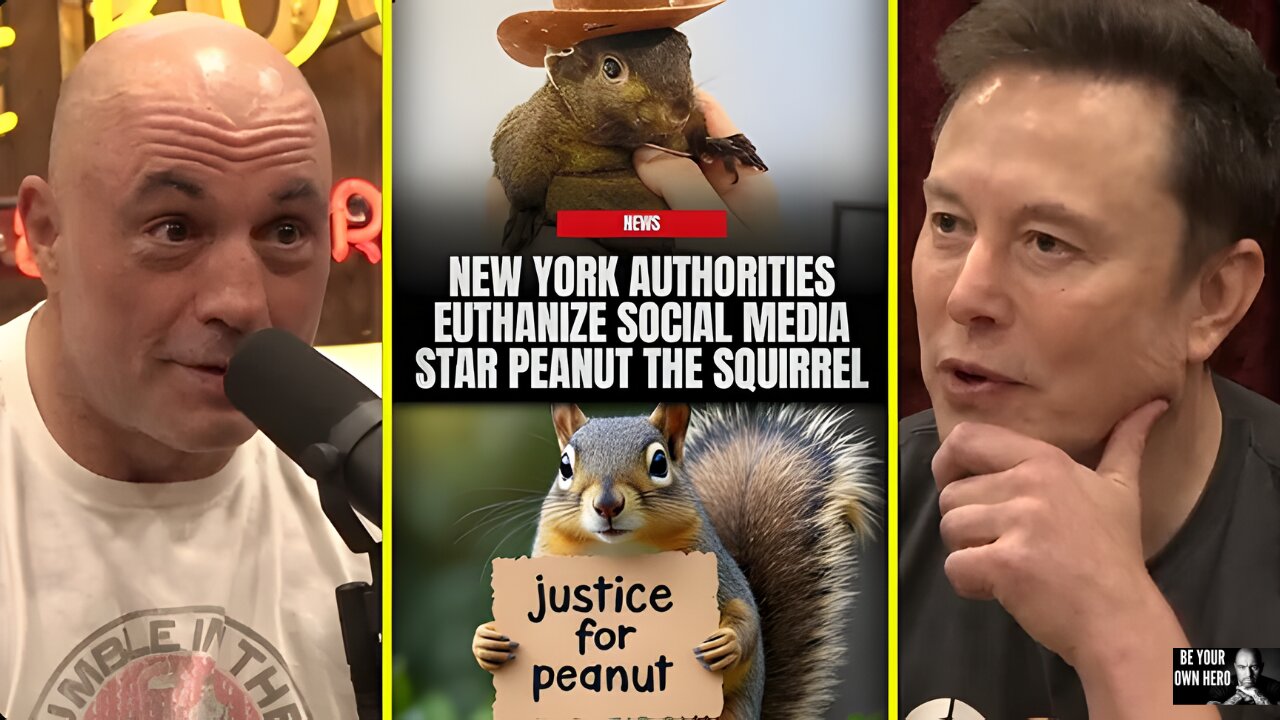 New York Did WHAT To A Pet Squirrel? #justice4peanut | Joe Rogan & Elon Musk