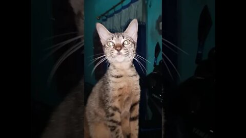 Kucing 🐈