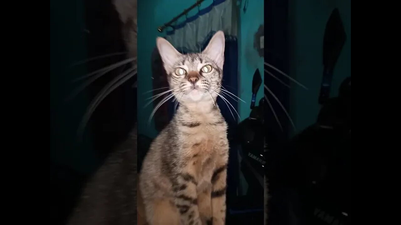 Kucing 🐈