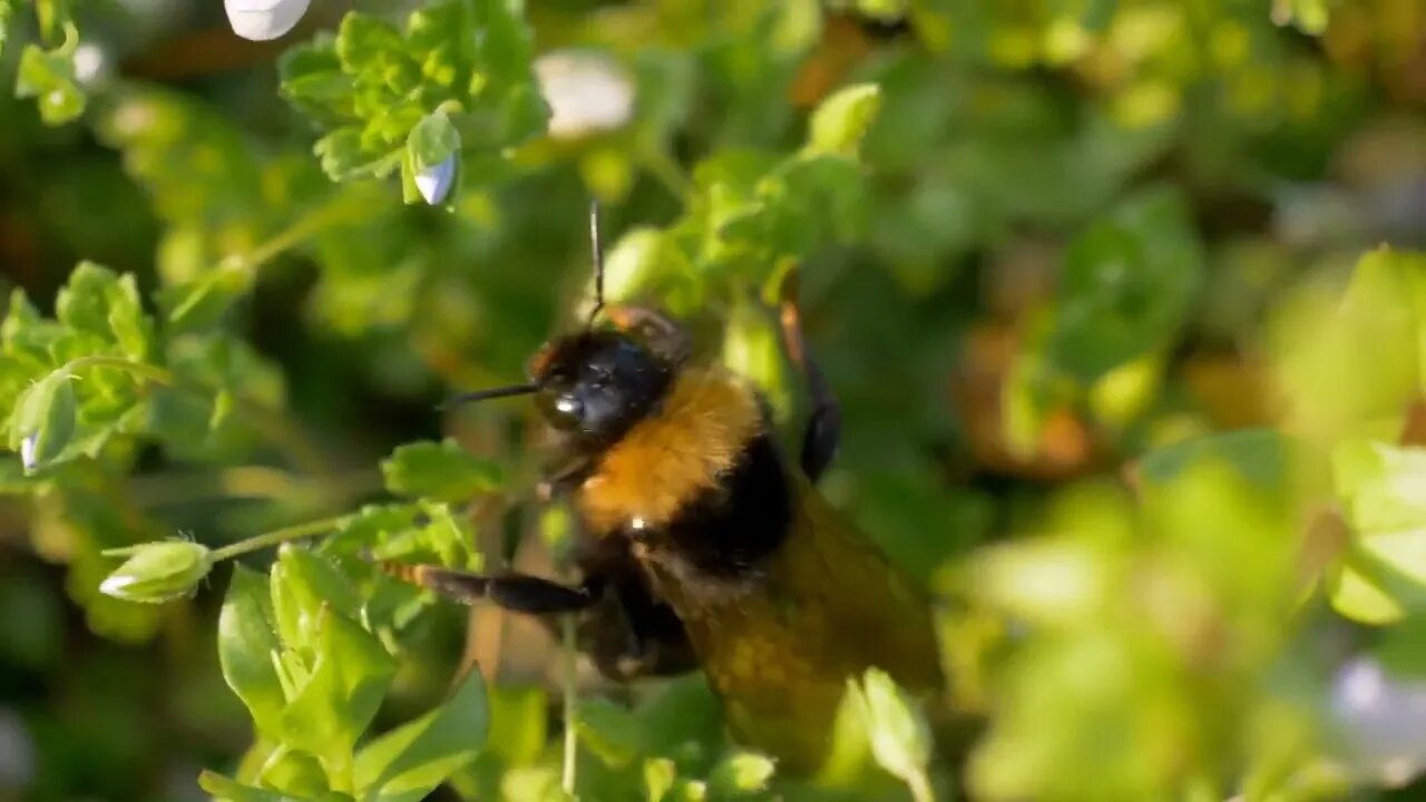 Bumblebee collecting nectar on a pink flower in a meadow. Selective focus shot with shallow depth of