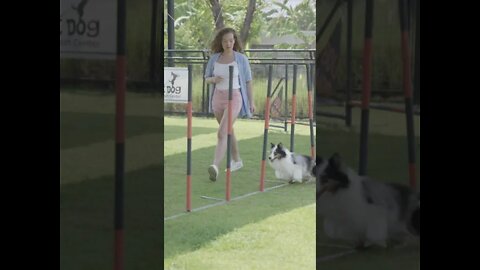 Cute Dog Playing