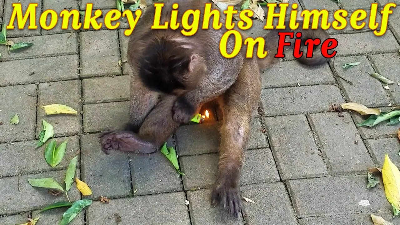 Wild Monkey Lights a Lighter!